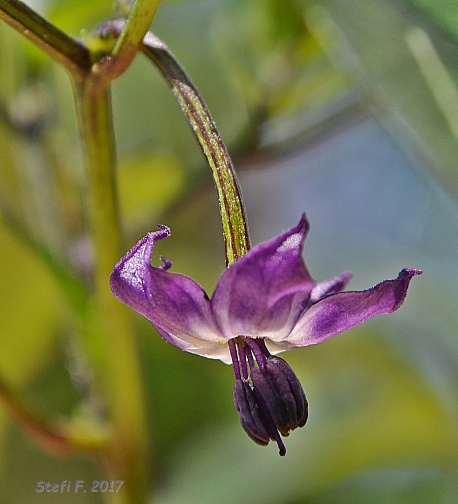 Naga Jolokia Purple