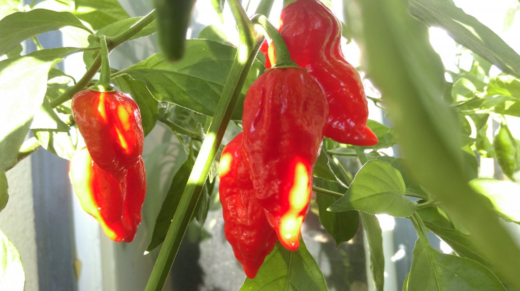 Naga Morich