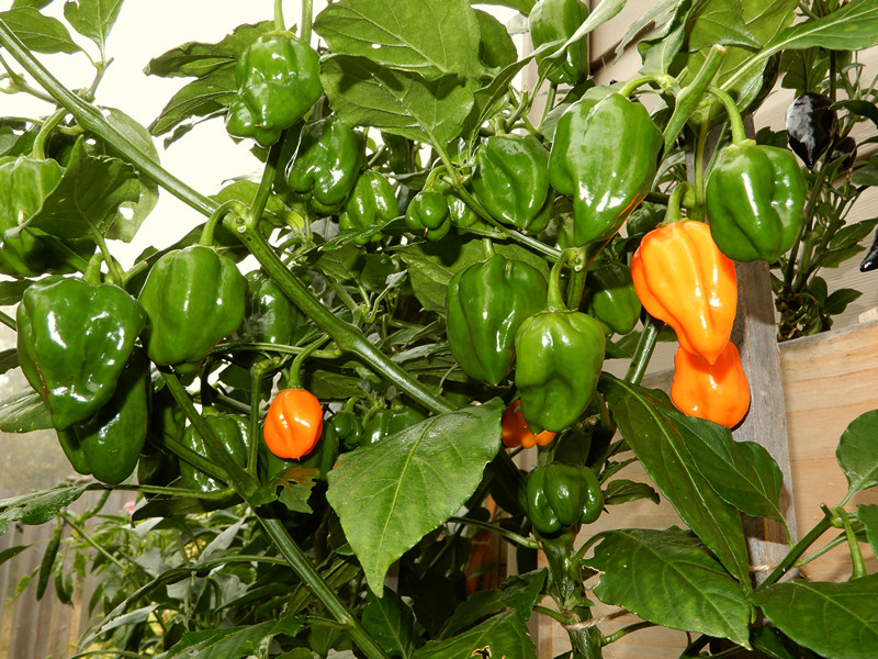 Naranja Picante