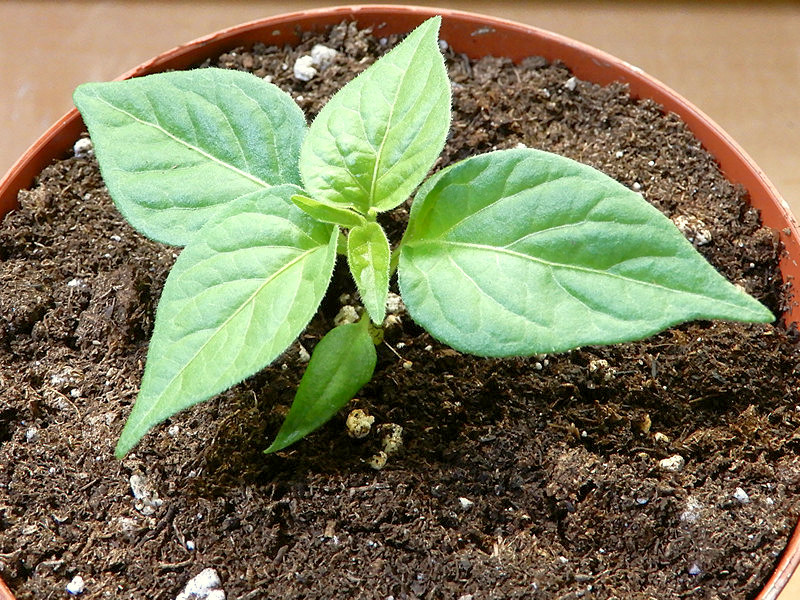 Naranja Picante