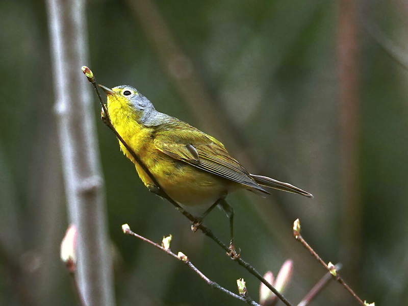 Nashville Warbler