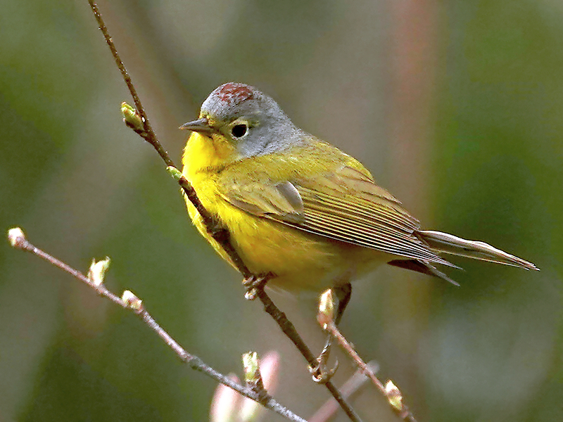 Nashville Warbler