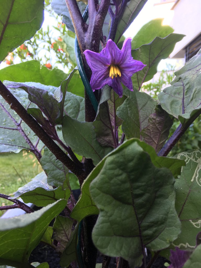 Nasu, japanische Aubergine