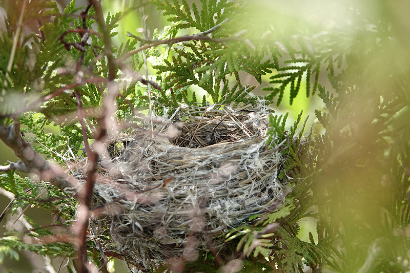 Nest