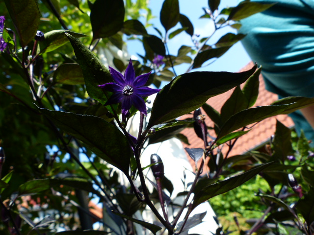 Noch eine Royal Black Blüte