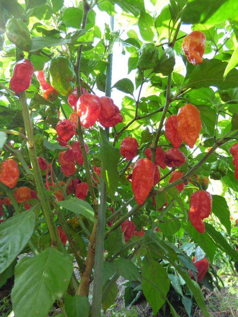 NOT Trinidad Scorpion Moruga