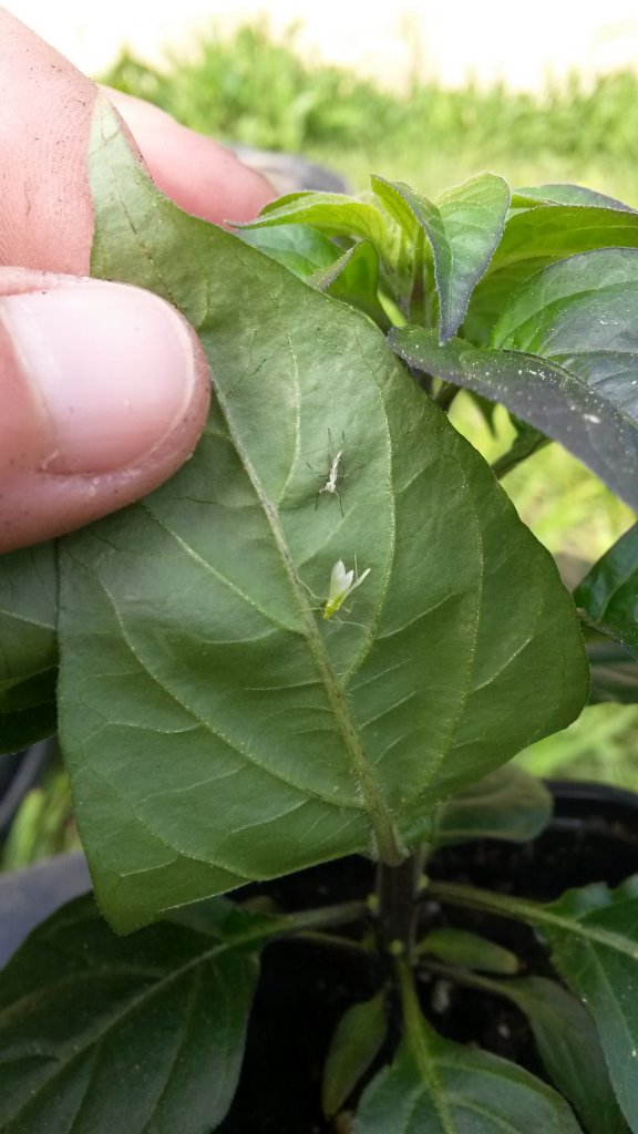 Nützling (Babyflorfliege) oder Schädling (Babyzikade)?