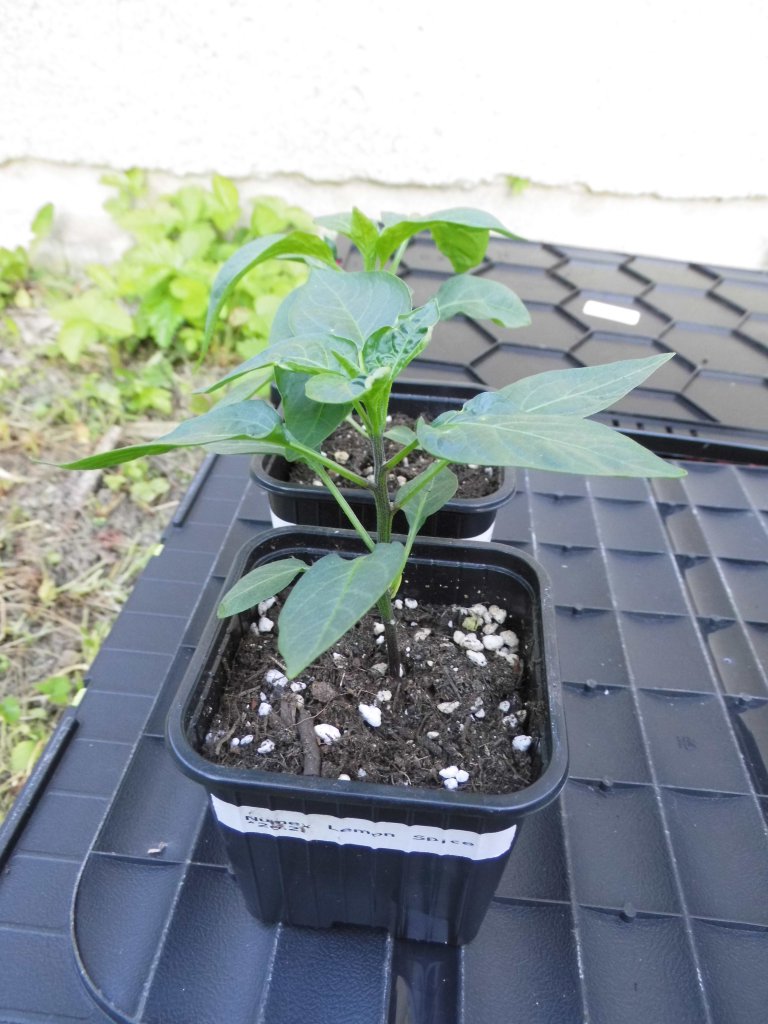 Numex Lemon Spice