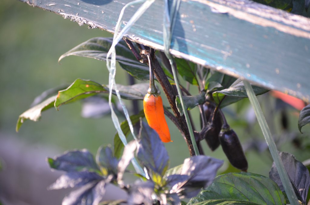 Orange Bhut x Neyde