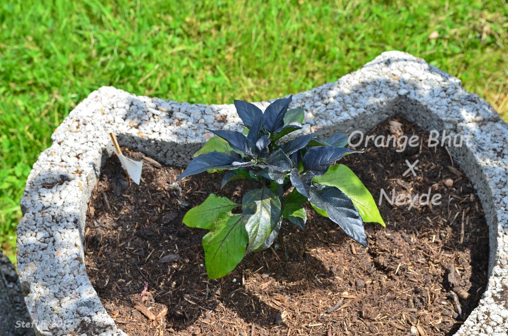 Orange Bhut X Neyde