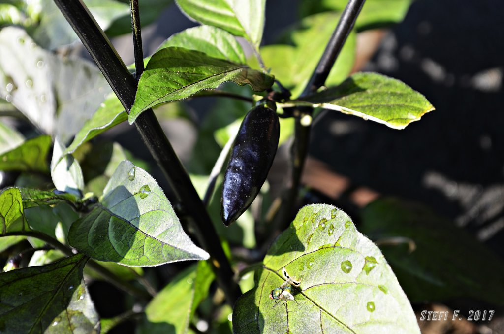 Orange Bhut x Neyde