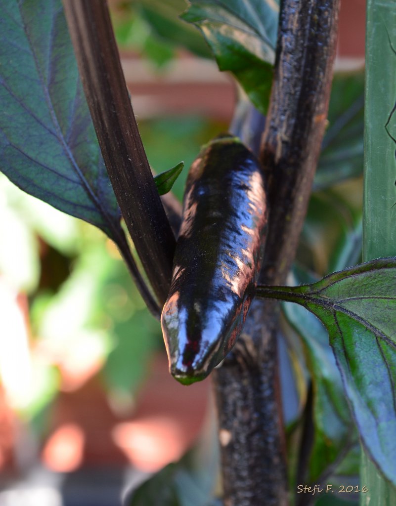 Orange Bhut x Neyde