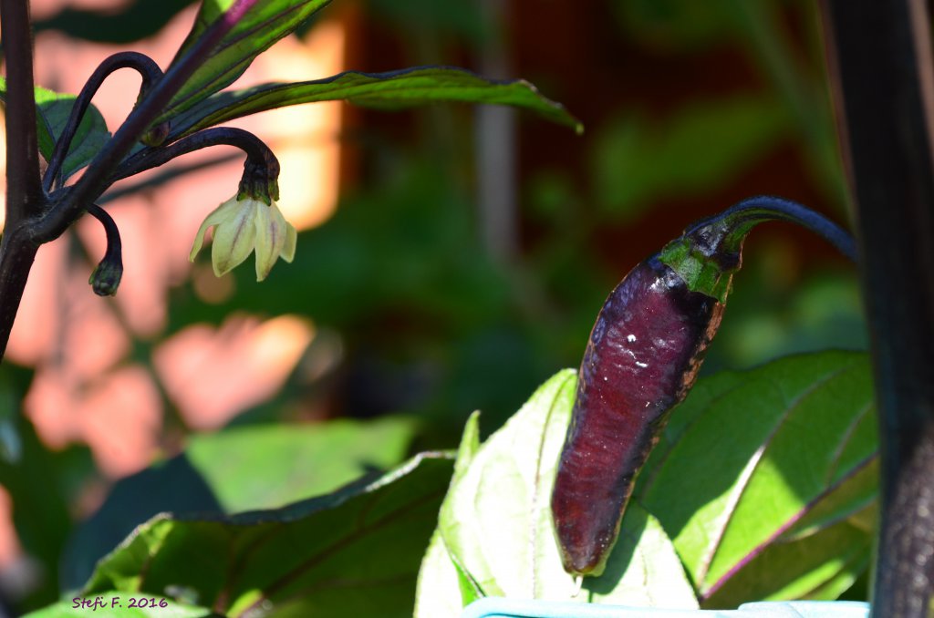 Orange Bhut x Neyde