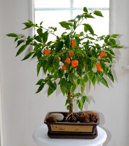 Orange habanero Bonchi