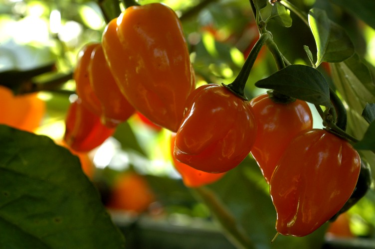 Orange habanero, original