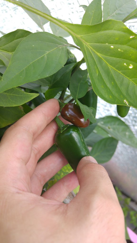 orange Jalapeno?