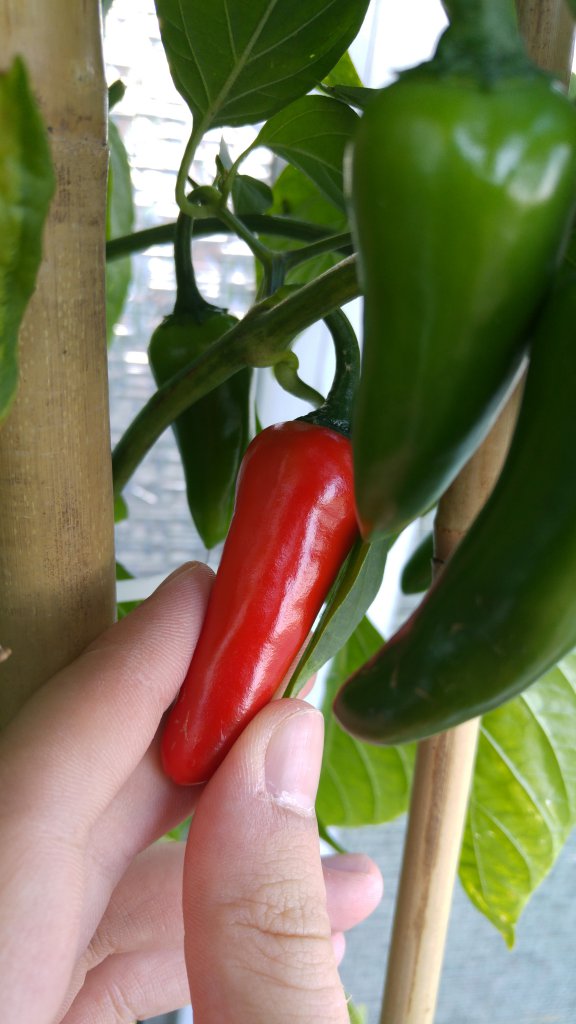 Orange Jalapeno