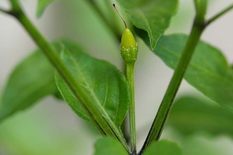 Orange Mexican Piquin