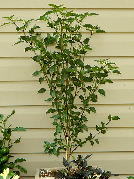 Orange Mexican Piquin