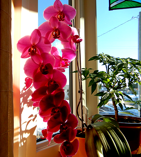 Orchidee