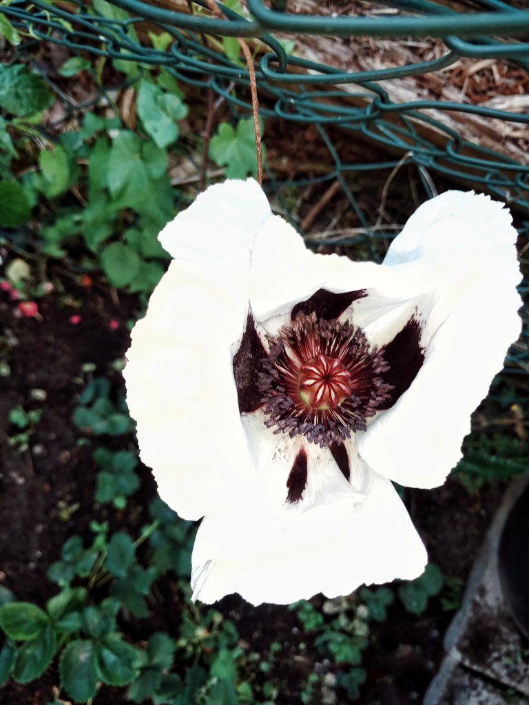 Orientalischer Mohn