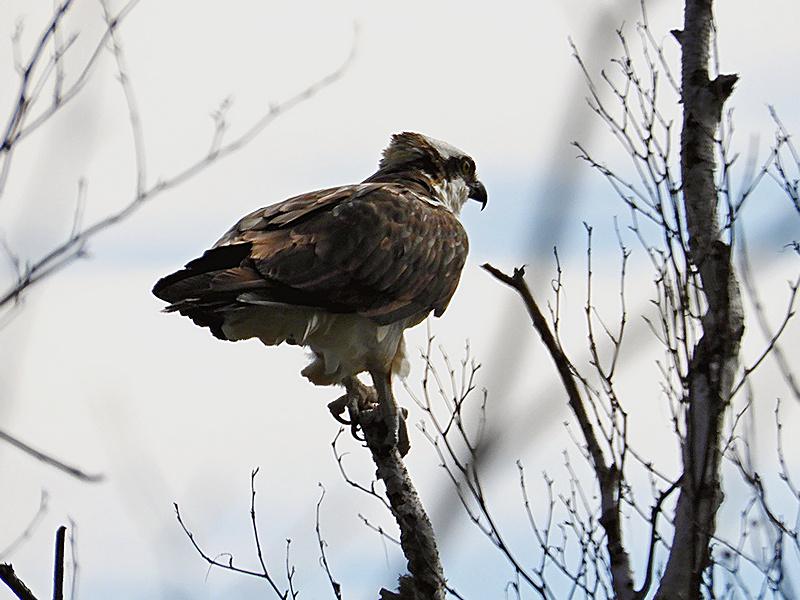 Osprey / Fischadler