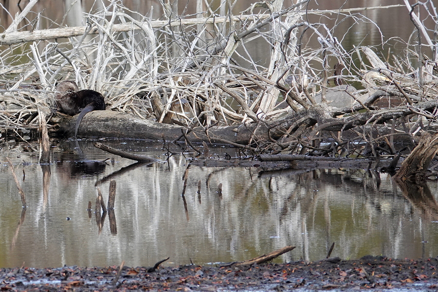 Otter und Reiher