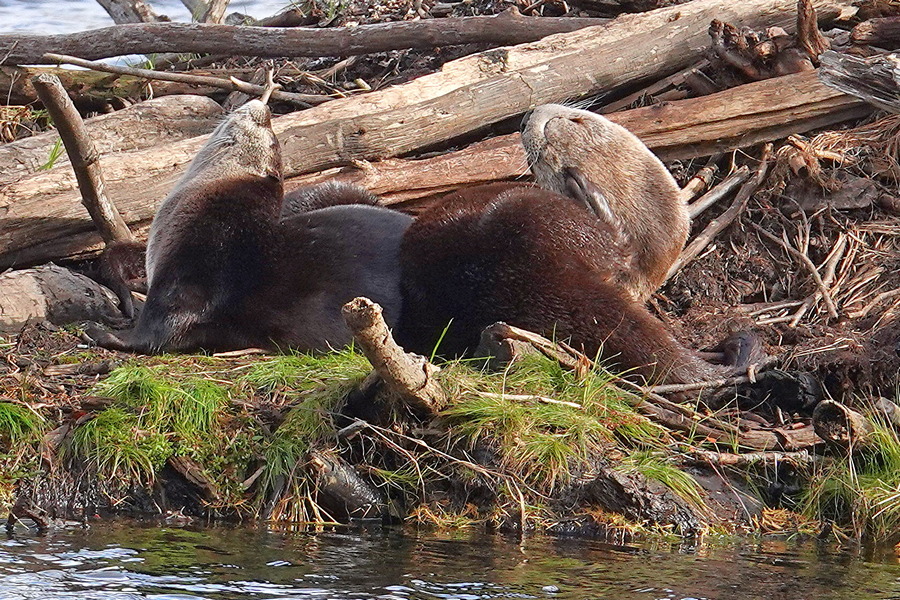 Otter