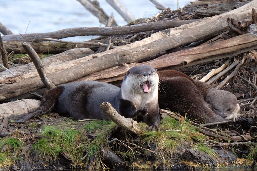 Otter