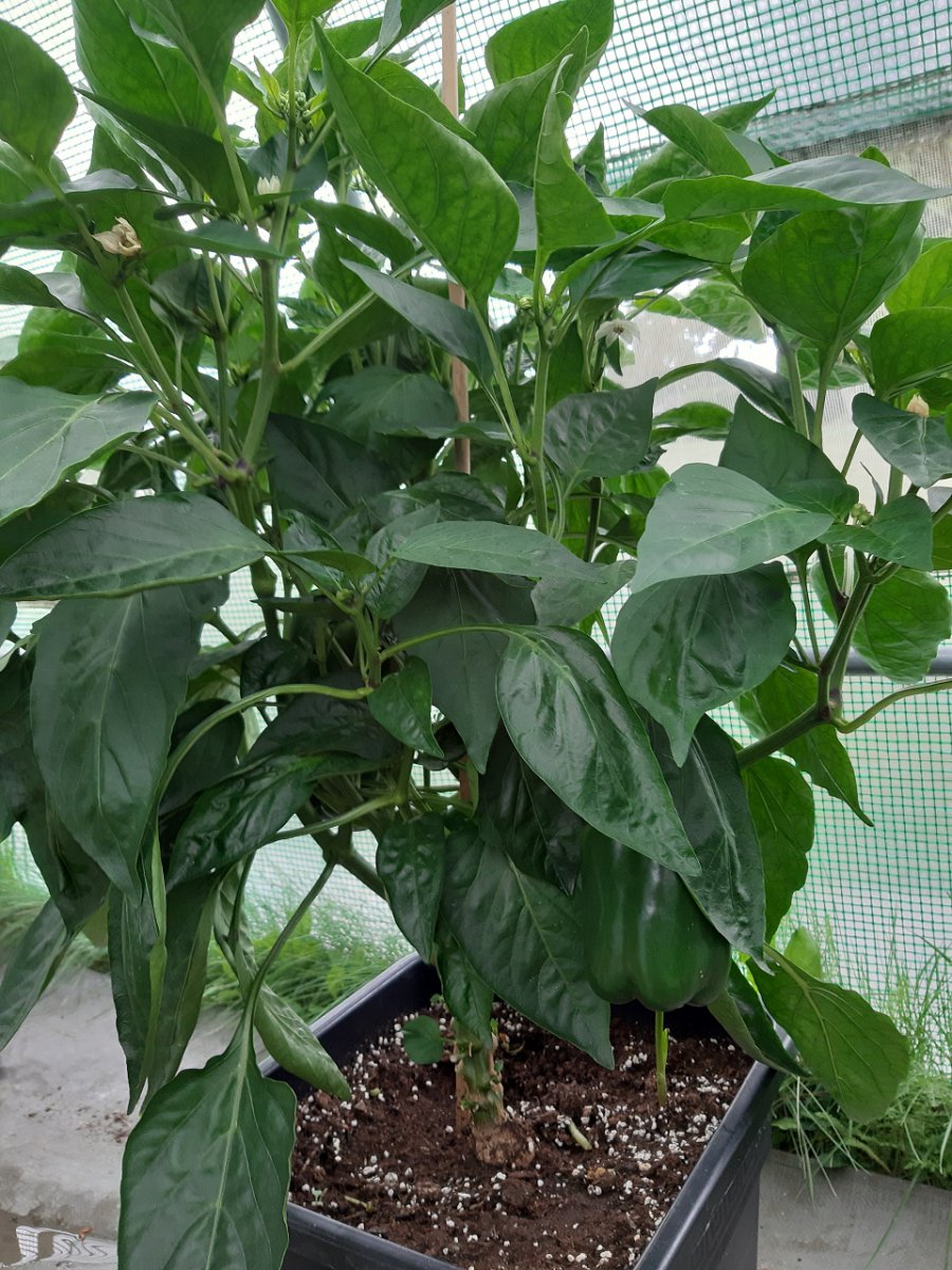 P. Riesengemüsepaprika 3.8