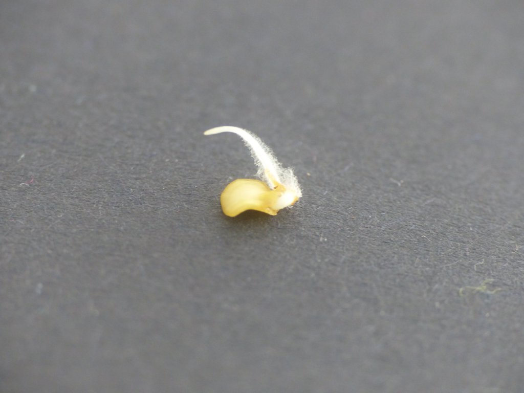 P1000477