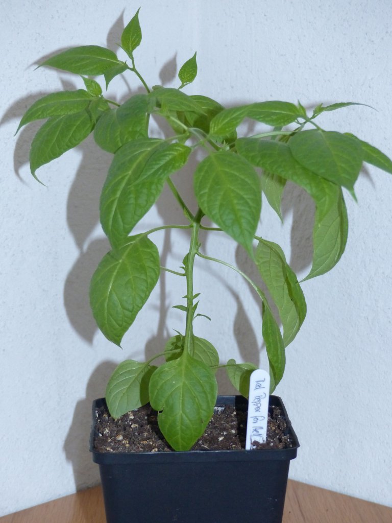 P1000588