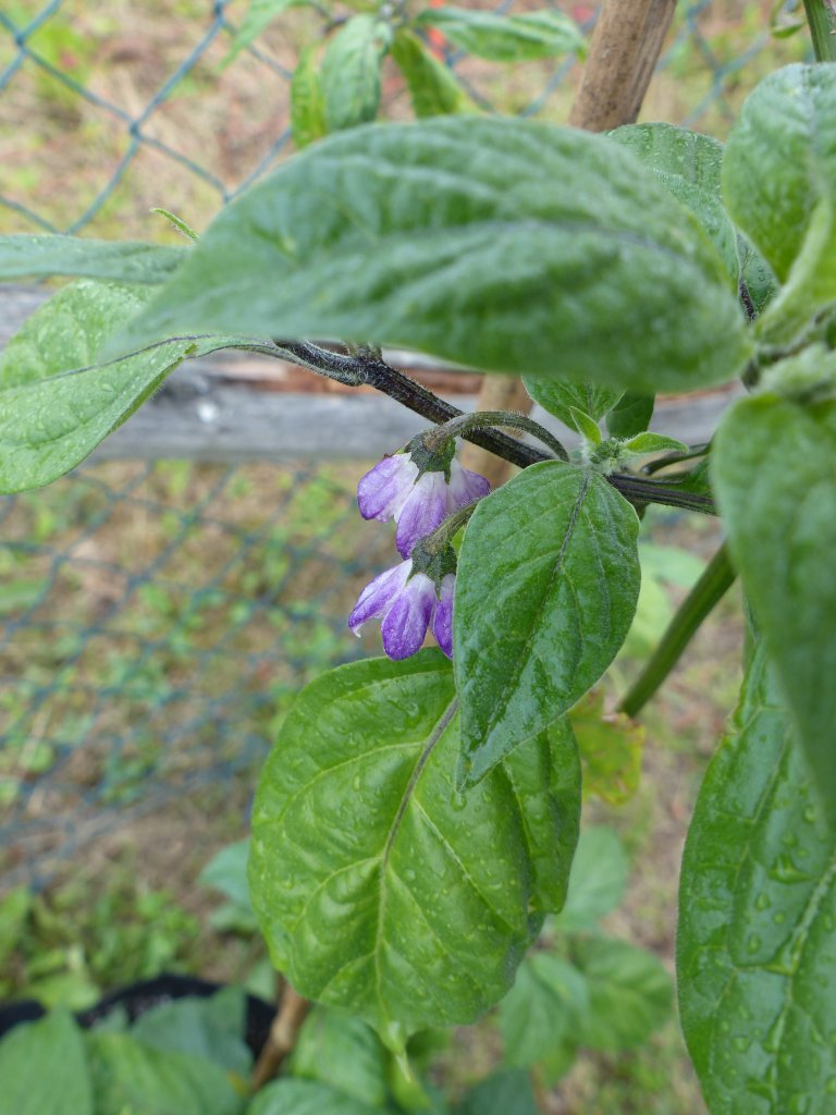 P1010041