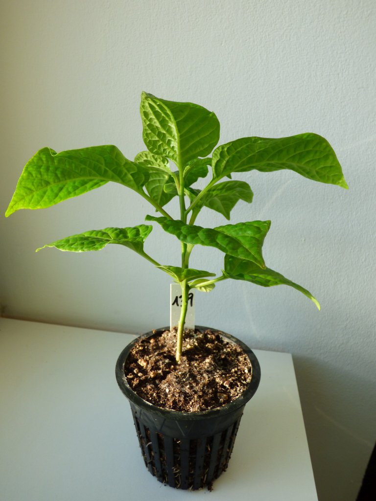 P1010936