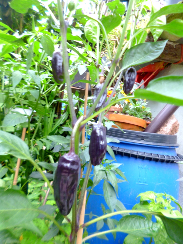 P1300114