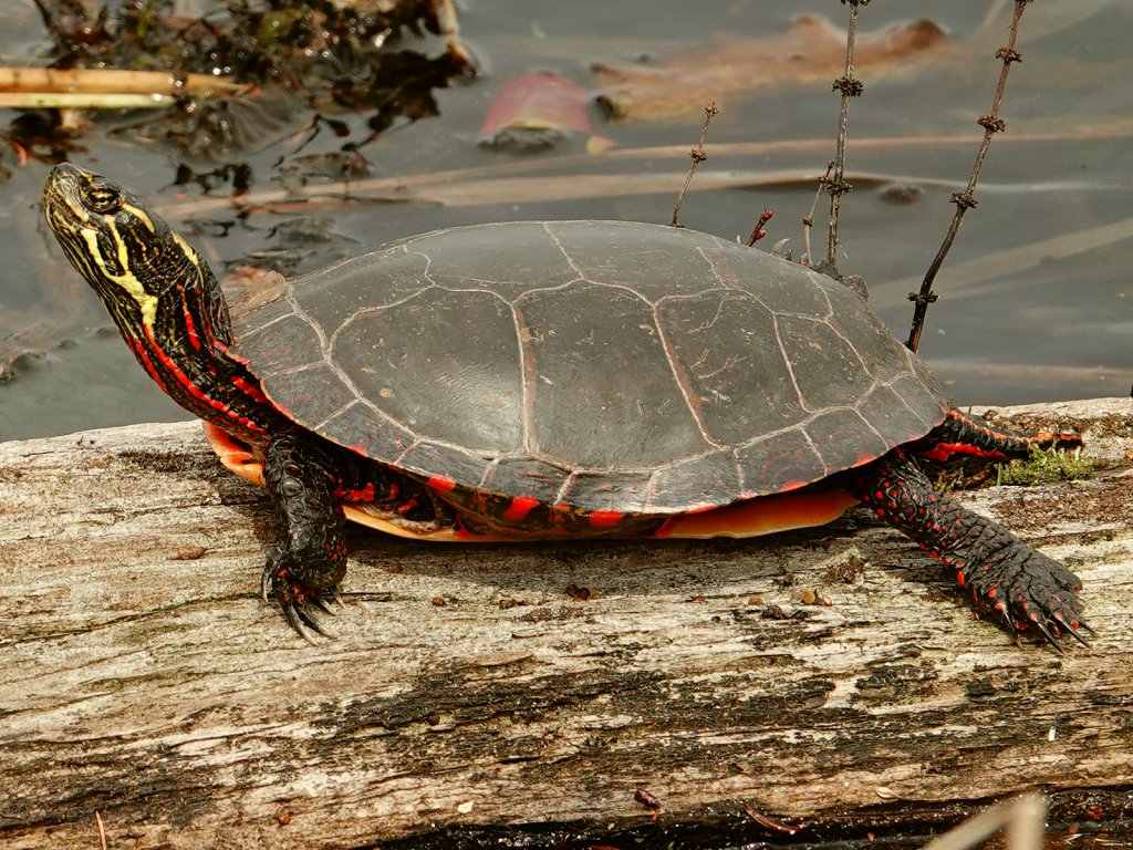 Painted Turtle / Schildkröte