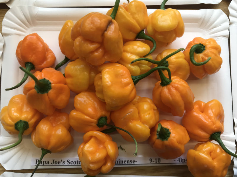 Papa_Joes_Scotch_Bonnet