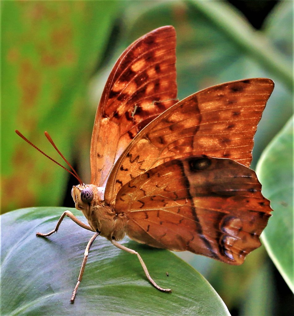 Papiliorama 213