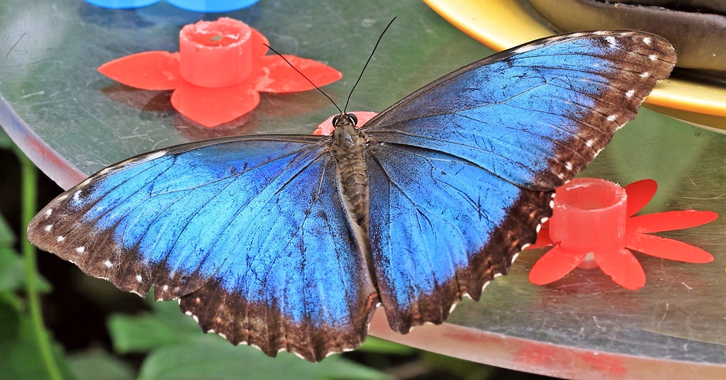 Papiliorama 227