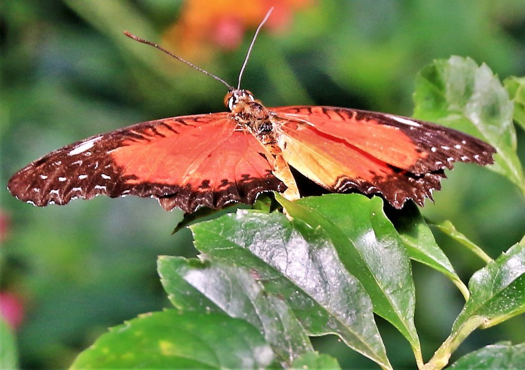 Papiliorama 23