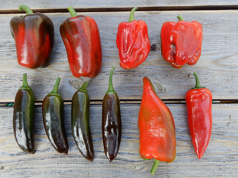 Paprikas