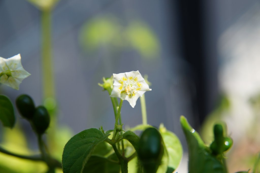 Parvifolium DSC03742