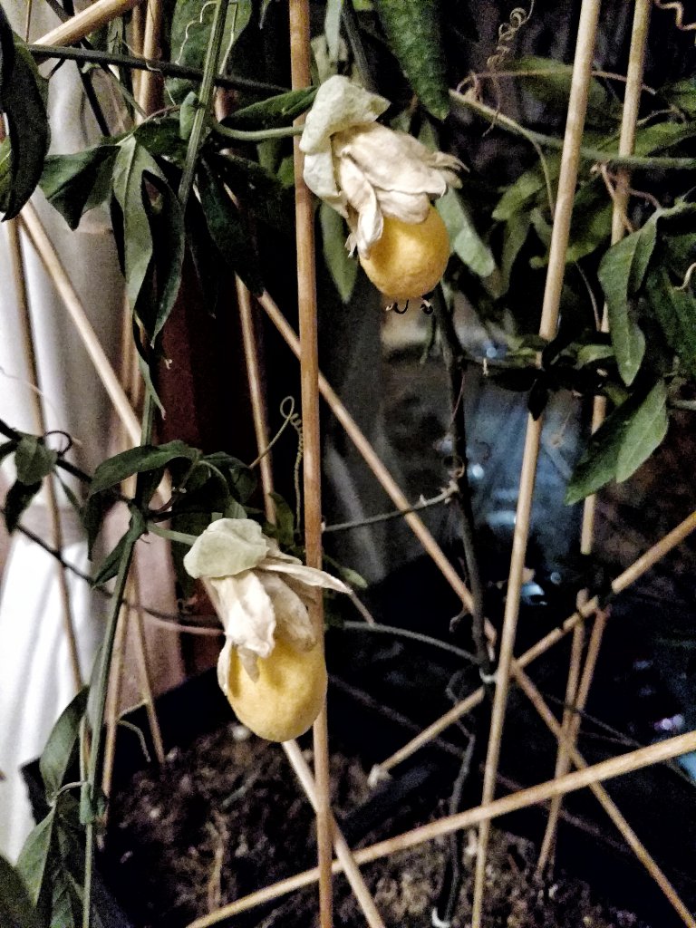 Passiflora c.
