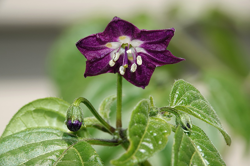 Peru Bitdumi