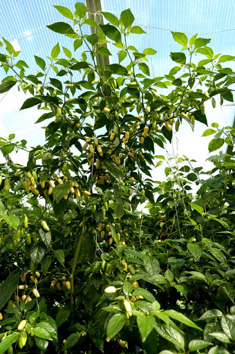 Peruvian white habanero