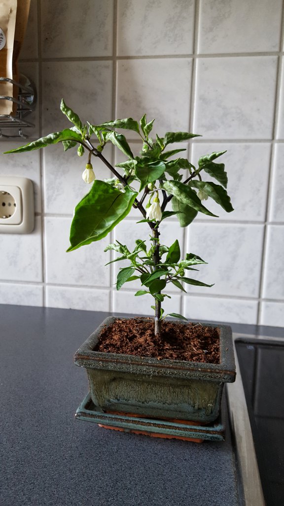 Peter Pepper Bonsai