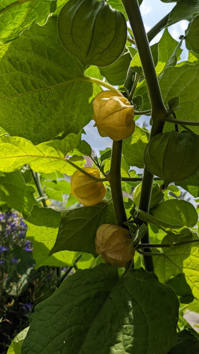 Physalis - Detail