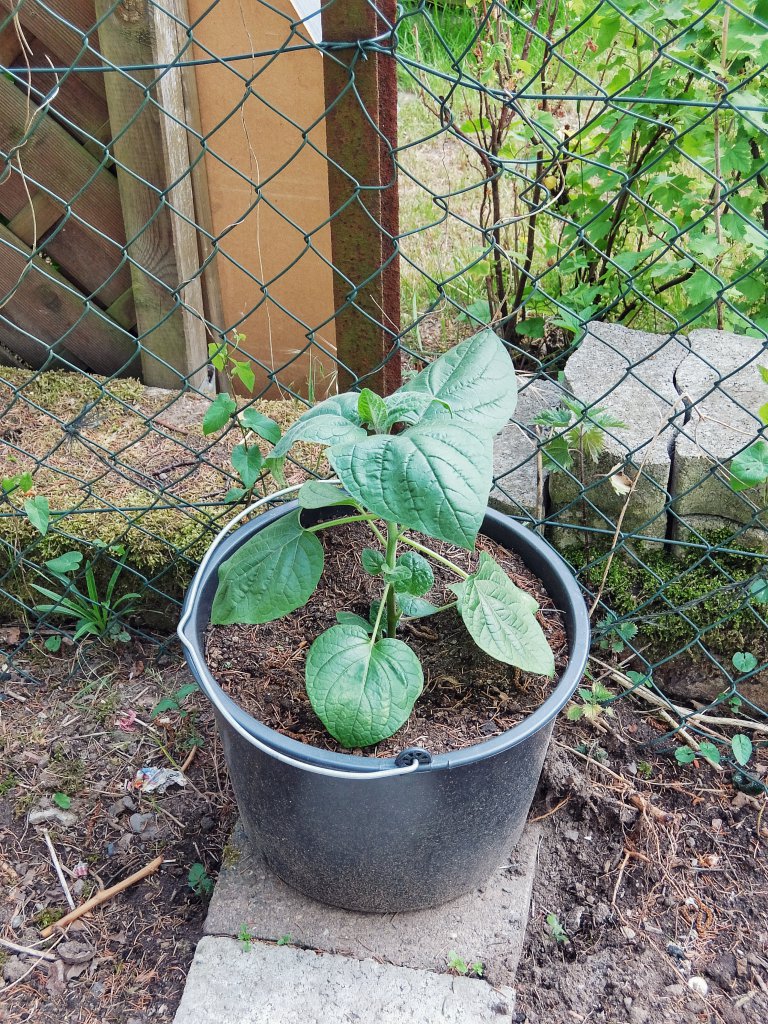 Physalis Kapstachelbeere