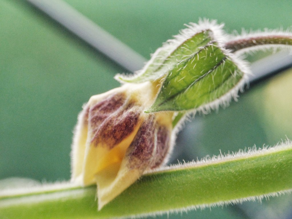 Physalis Kapstachelbeere