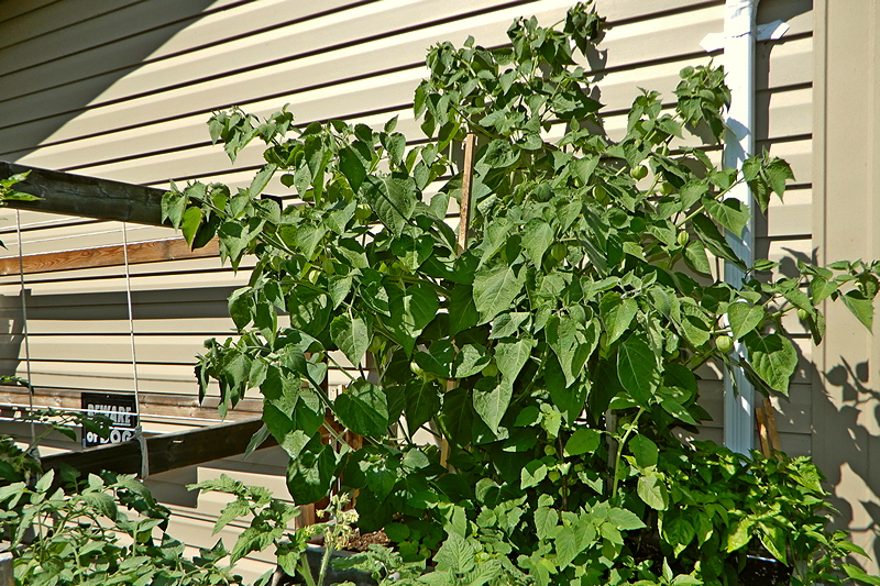 Physalis Peruviana